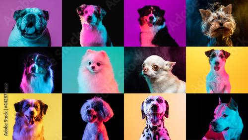 Photography Big and small dogs