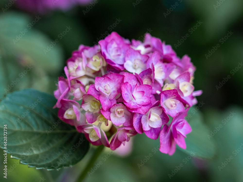 ピンク色の紫陽花 ピンク色の紫陽花