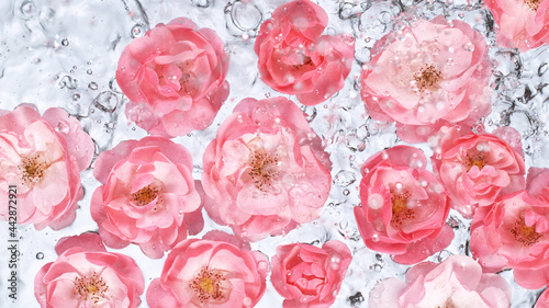 Rose blossoms on water surf...