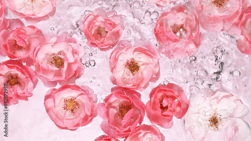 Rose blossoms on water surf...