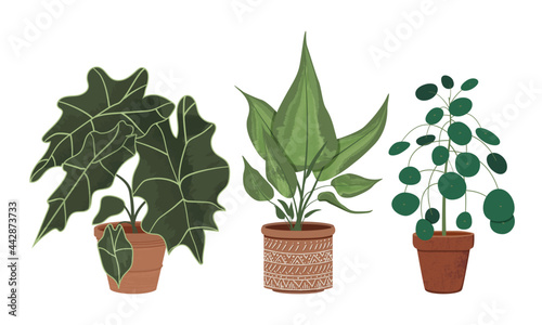 Vector collection of house plants in clay pots. Collection of different indoor plants with textured, detailed leaves in clay pots. Alocasia, Pilea, Dieffenbachia. Stylish flat elements for your 