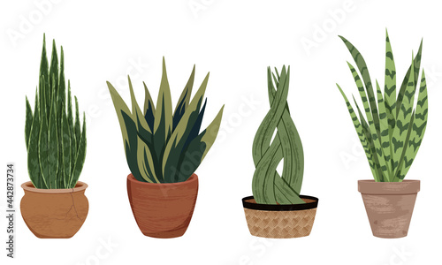 Vector collection of house plants in clay pots. Collection of different indoor plants with textured, detailed leaves in clay pots. Varieties of sansevieria (snake plant). Stylish flat elements.