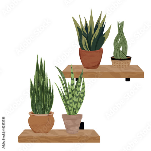 Vector illustration of houseplant on wooden stand with shelves. Varieties of green plants in ceramic pots with textured leaves. Flat illustration isolated on white background.