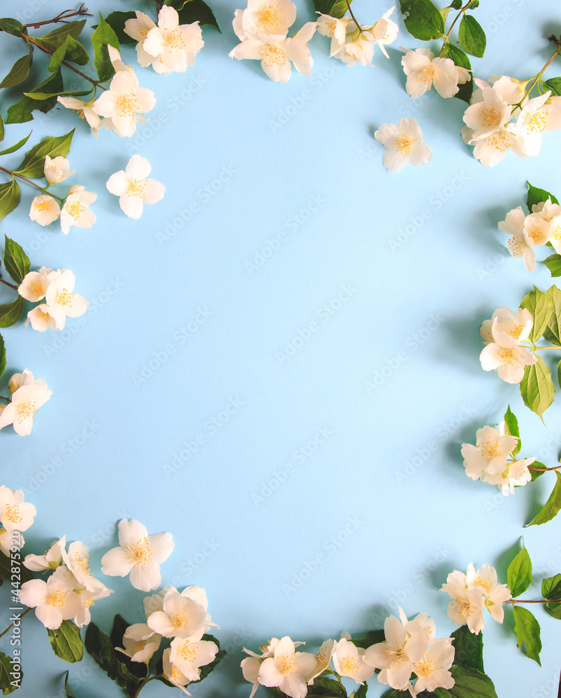 Fototapeta premium Tender jasmine flowers on blue background. Jasmine (Other names are Jasminum, Melati, Jessamine, Oleaceae) flowers. Space for text.