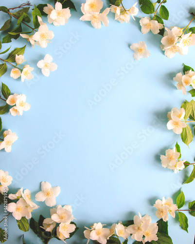 Tender jasmine flowers on blue background. Jasmine (Other names are Jasminum, Melati, Jessamine, Oleaceae) flowers. Space for text.