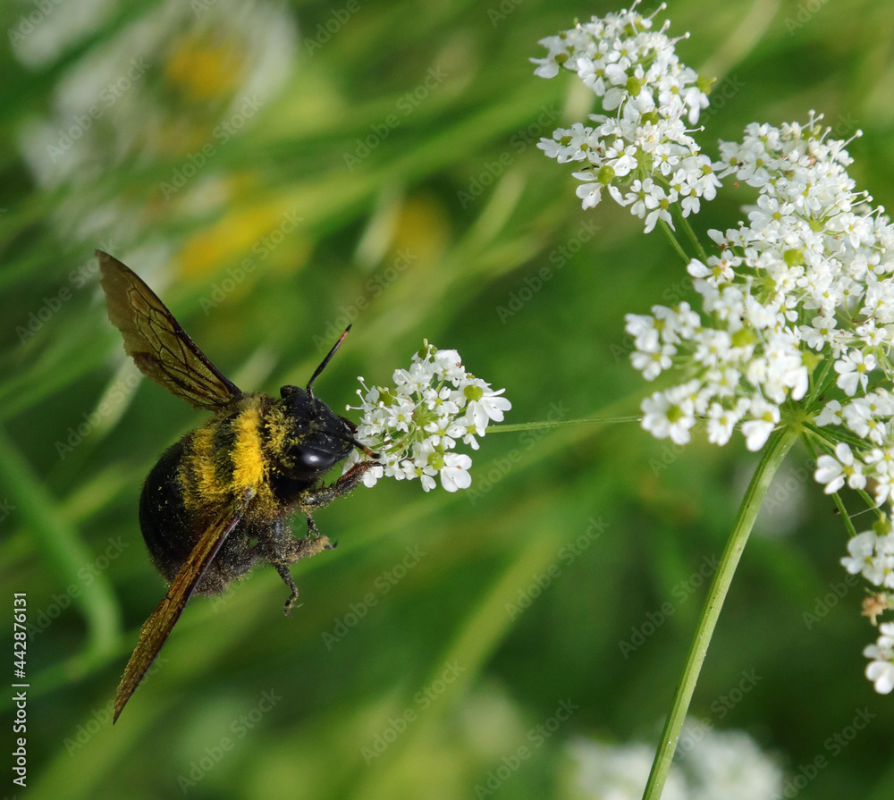 bee that sucks the nectar is the pollen of the flower and facilitates the pollination bee that sucks the nectar is the pollen of the flower and facilitates the pollination