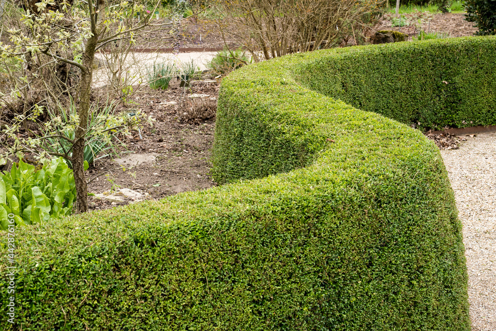 hedge of the evergreen Lonicera nitida 'Elegant' hedge of the evergreen Lonicera nitida 'Elegant'