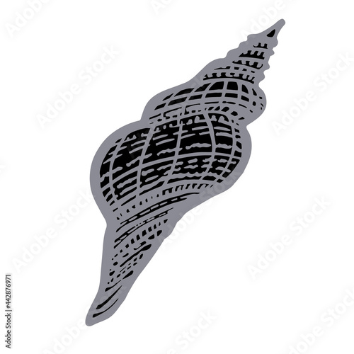 Curled sea seashell of freehand black ink line isolated on white. Amazing inhabitant of the seabed, cockleshell for logo, icons, postcards. Stock vector illustration. 