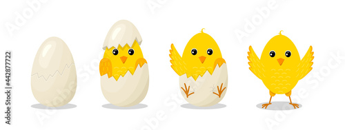 Chick hatch from egg. Step from cracked to hatch egg. Baby of chicken. Yellow bird with character. Little cute easter chick. Cartoon newborn chicken. Set of spring kids. Icon for farm. Vector