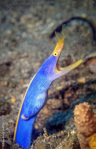 Blue ribbon eel. Taken at Similan Island, Phangnga, Thailand.