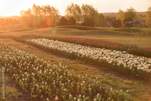 Blooming tulip fields. Bright spring floral background