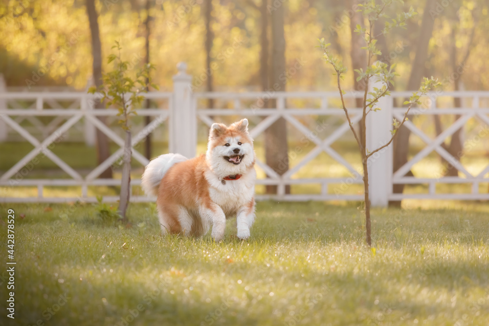Happy dog outdoors in summer. Akita inu dog breed Happy dog outdoors in summer. Akita inu dog breed