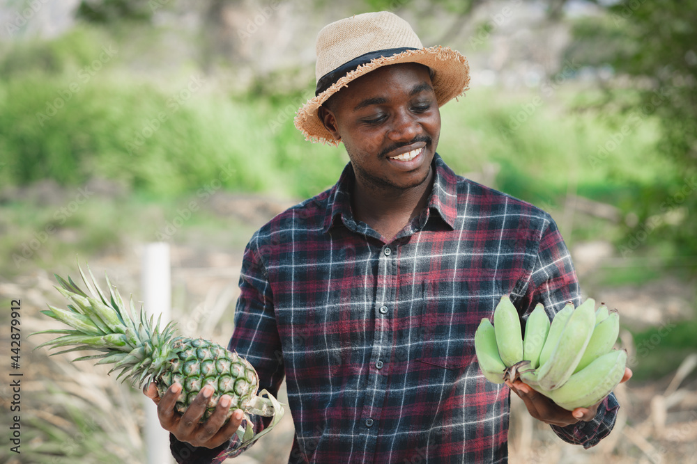African farmer man holding pineapple and banana at organic farm with smile and happy.Agriculture or cultivation concept