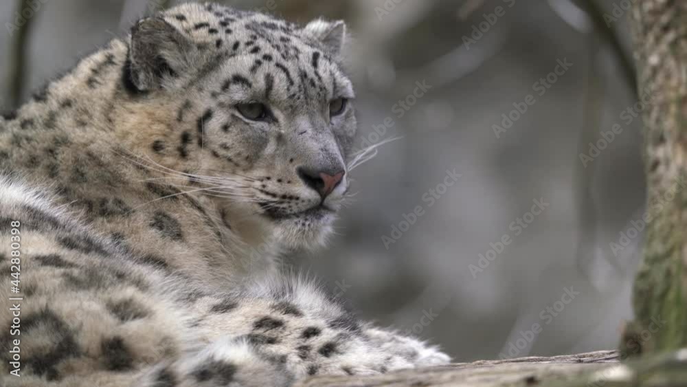 Snow leopard - Irbis (Panthera uncia). Snow leopard - Irbis (Panthera uncia).
