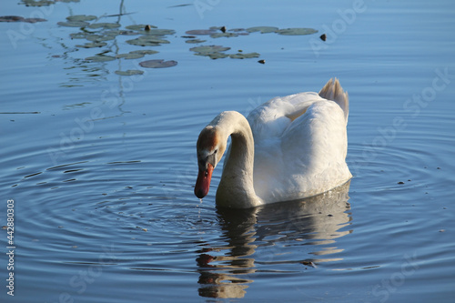 Swan bird on the lake photography 