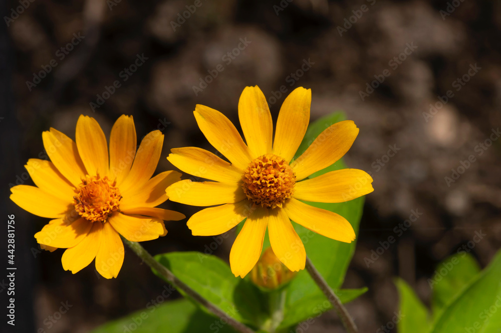 Fototapeta premium Melampodium Butter Daisy, mini sun flower, yellow flower Rudbeckia, Heliopsis helianthoides