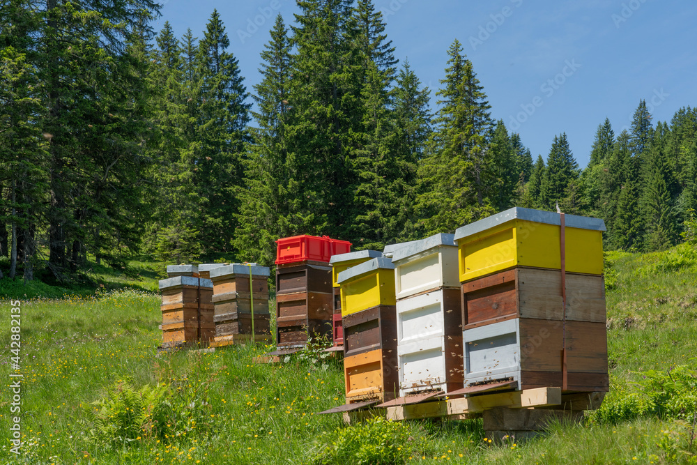 colorful beehives with busy bees on a blooming spring meadow in the Allgaeu Alps above the village of Oberjoch, Allgau, Bavaria, Germany
colorful beehives with busy bees on a blooming spring meadow in the Allgaeu Alps above the village of Oberjoch, Allgau, Bavaria, Germany
