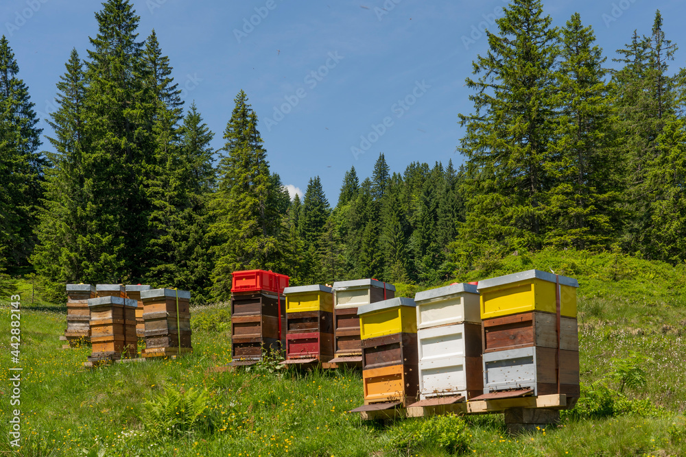 colorful beehives with busy bees on a blooming spring meadow in the Allgaeu Alps above the village of Oberjoch, Allgau, Bavaria, Germany
colorful beehives with busy bees on a blooming spring meadow in the Allgaeu Alps above the village of Oberjoch, Allgau, Bavaria, Germany