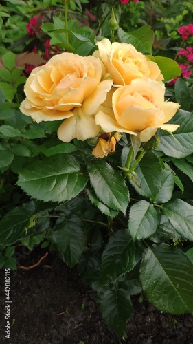 Róże pomarańczowe żółte piękne kwiaty ogród