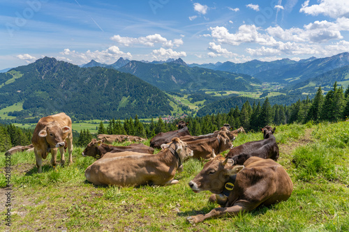 herd of Allgaeu milk cows r...