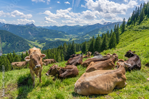 herd of Allgaeu milk cows r...