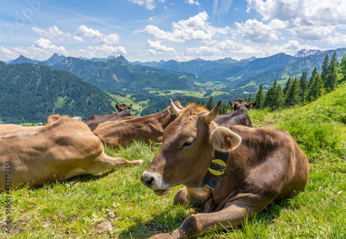 herd of Allgaeu milk cows resting on a green summer pasture above the Village of Unterjoch in the Allgaeu Mountains, Bavaria, Germany © Uwe