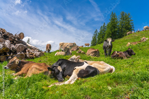 herd of Allgaeu milk cows r...