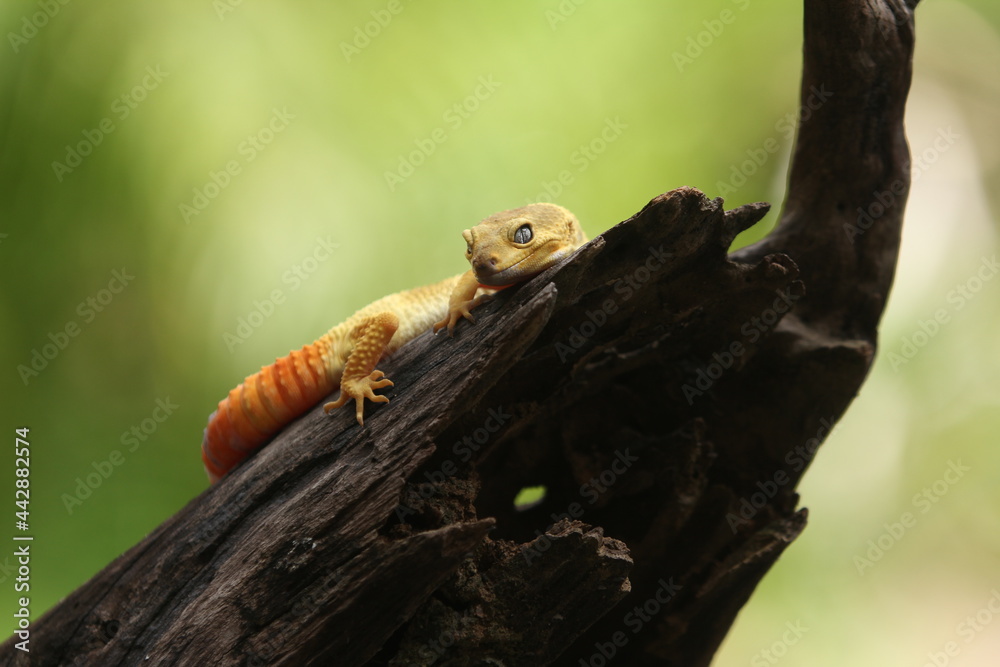 Fototapeta premium Leopard gecko is a ground-dwelling lizard native to the rocky dry grassland and desert regions of Afghanistan, Iran, Pakistan, India, and Nepal. 