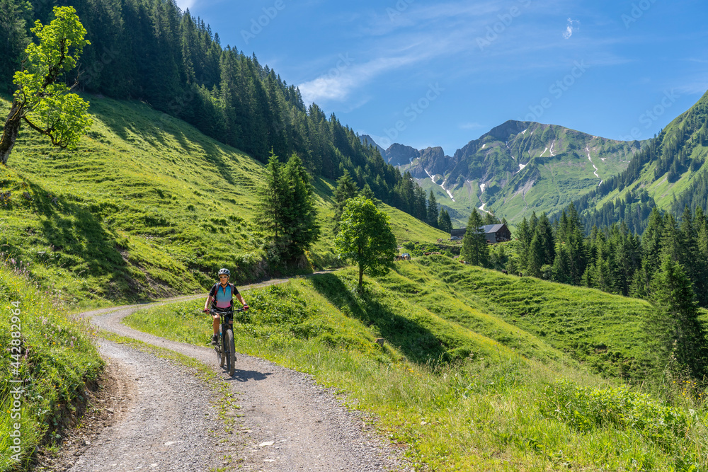 happy senior woman riding her electric mountain bike up to the famous mountain village of Damuels, meeting a herd of cows, in the Bregenz Forest mountain of Vorarlberg, Austria