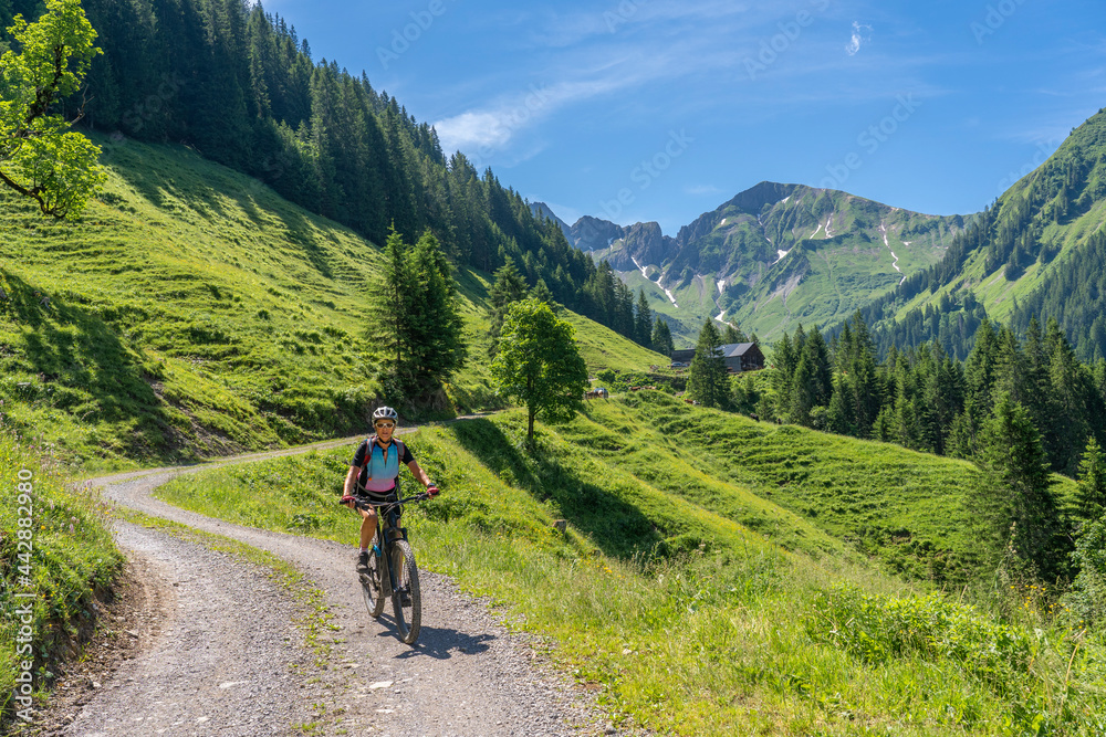 happy senior woman riding her electric mountain bike up to the famous mountain village of Damuels, meeting a herd of cows, in the Bregenz Forest mountain of Vorarlberg, Austria