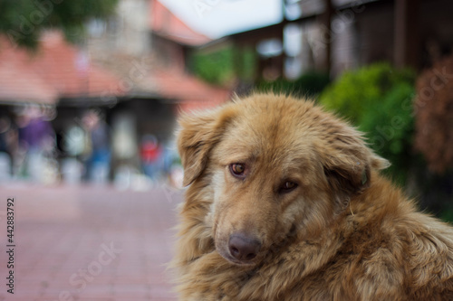 fawn long shaggy dog ​​posing for the camera on the street. selective focus dog.