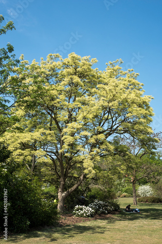 Phellodendron sachalinense -Sachalin kurkboom photo