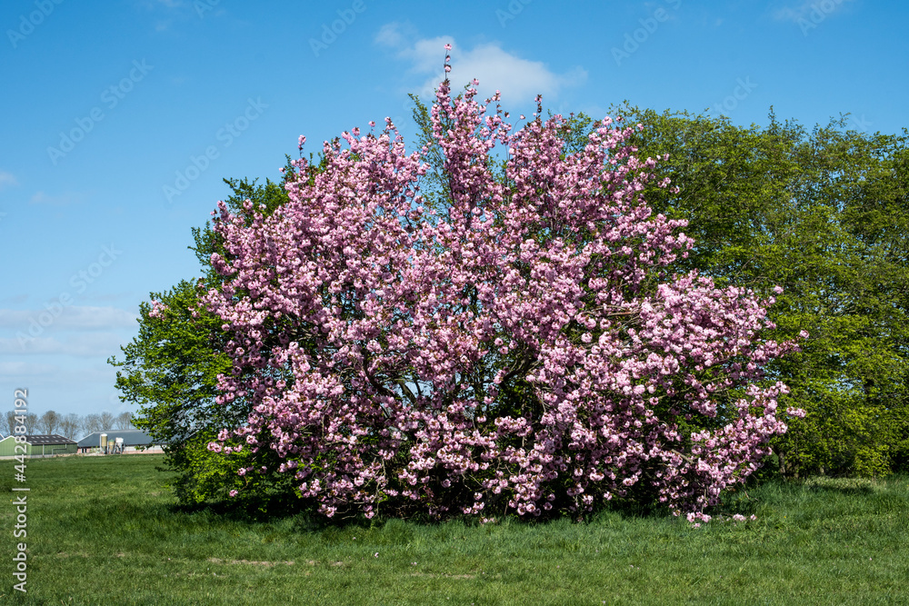Prunus serrulata 'Kanzan' or Japanese flowering cherry