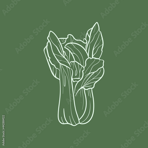 Pak choy cabbage Line vector illustration. Detailed Food icon for mobile concept, print, menu, and web apps. For for restaurant, bar, vegan, healthy and organic food, market, farmers market.