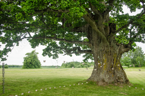 Fototapeta Naklejka Na Ścianę i Meble -  An old oak tree and a field near which a wedding is expected.