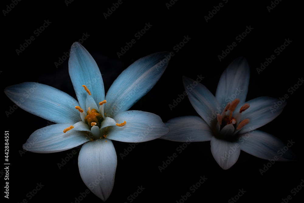 Two bluish flowers with orange petals on black background Two bluish flowers with orange petals on black background