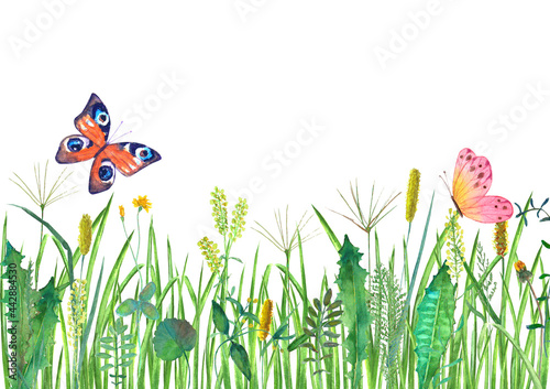 Meadow wild flowers, herbs,...