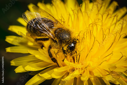 Bee sucks nectar from yellow dandelions