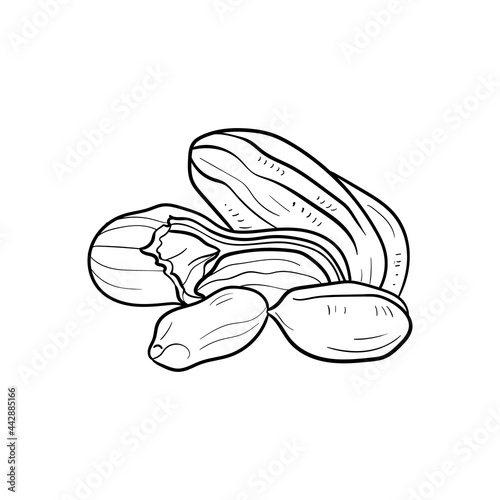 Peanut Line vector illustration. Detailed Food icon for mobile concept, print, menu, and web apps. For for restaurant, bar, vegan, healthy and organic food, market, farmers market.