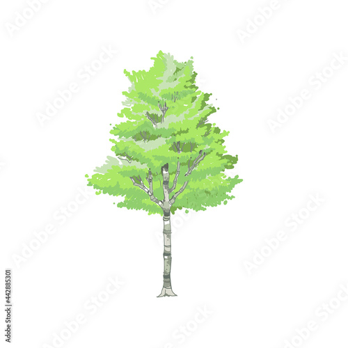 Artistic green tree in the garden, spring season, beautiful scenery, casual atmosphere, hand sketch drawing and painting, vector illustration, tree elevation for graphic retouch