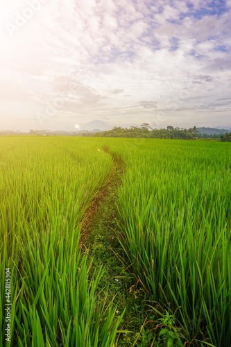 Sunrise in the rice fields terrace with morning lights. Perfect for background or wallpaper. 