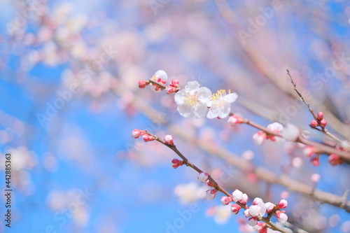 blossom plum