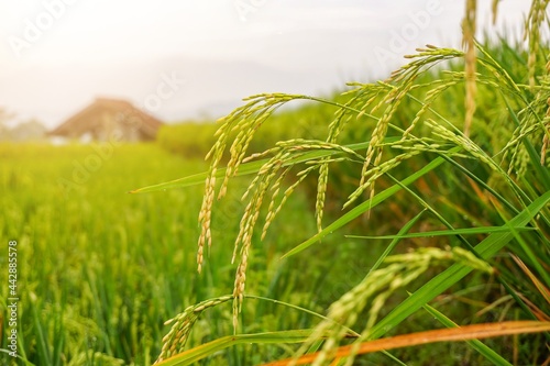 Rice fields with sunny morning lights. 