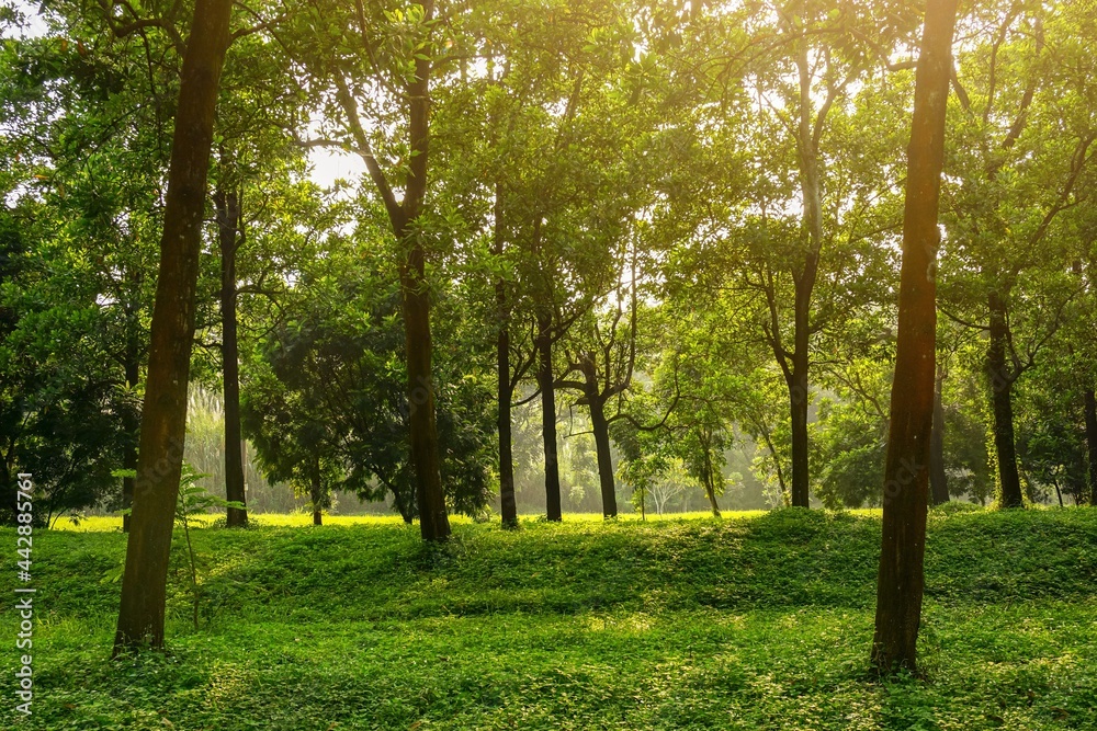 Morning lights in the trees of green forest. Perfect for natural background. Perfect for background or earth day. Morning lights in the trees of green forest. Perfect for natural background. Perfect for background or earth day.