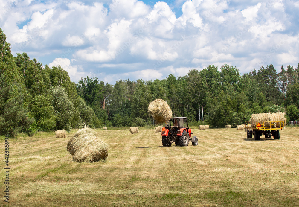 Obraz premium Haymaking. Harvesting hay from the field