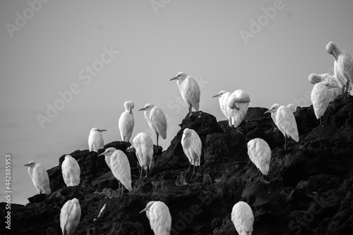 group of white heron birds (egret) breeding and standing near sea shore rocks