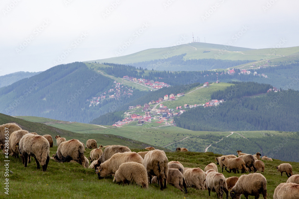 Flock of sheep in the mountains of Romania