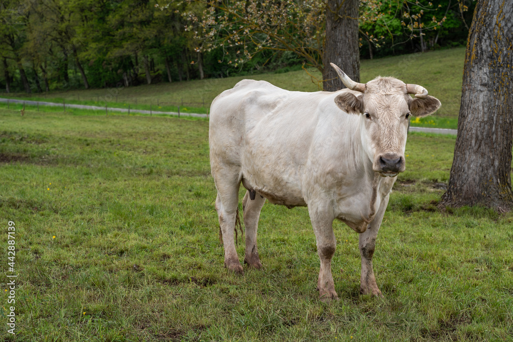 White cow with crooked horns stands in the pasture and looks into the camera White cow with crooked horns stands in the pasture and looks into the camera