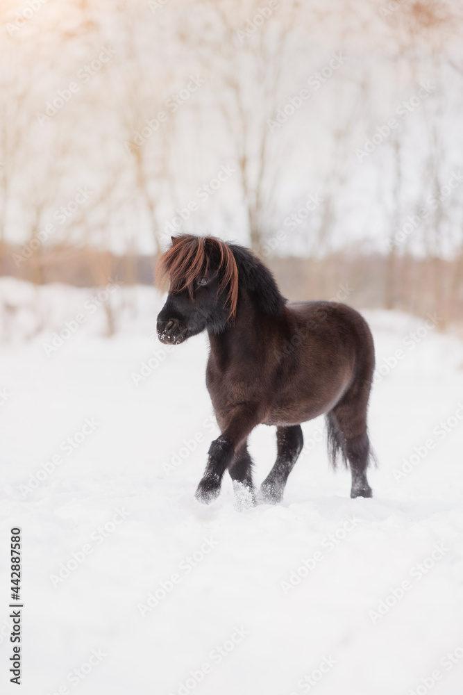 hübsches Shetlandpony im Schnee Pferd schwarzbraun im Winter