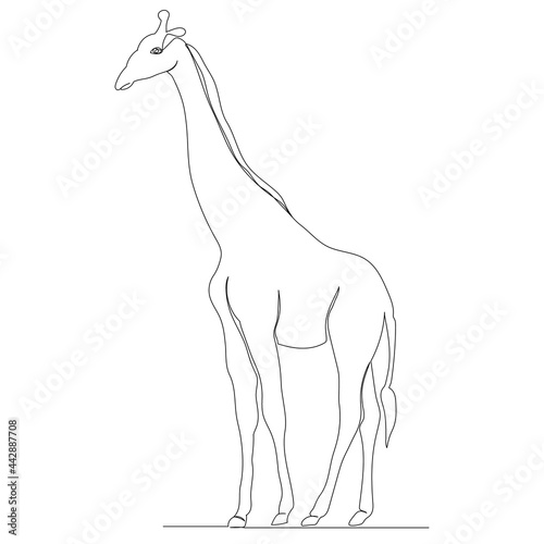 giraffe drawing by one continuous line sketch  isolated